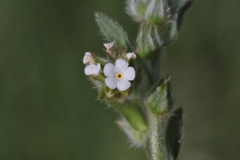 Plagiobothrys canescens