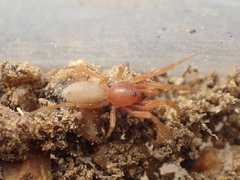 Orthonops icenoglei