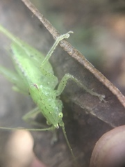 Subria