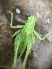 Subria