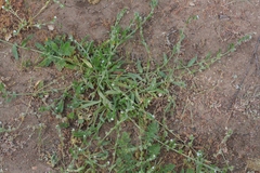 Plagiobothrys canescens