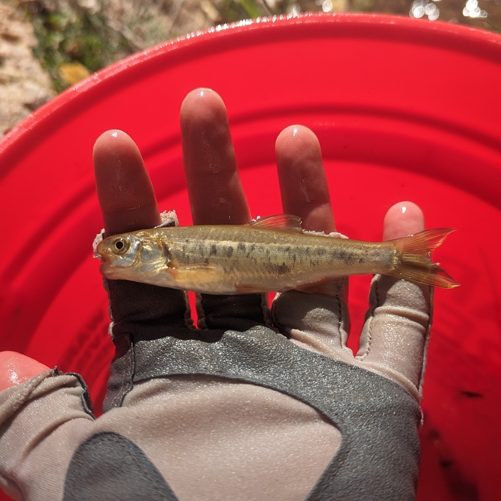 Virgin spinedace (Lepidomeda mollispinis) — Cyprinidae