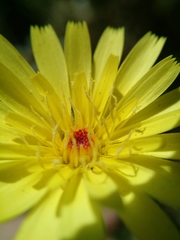 Malacothrix glabrata