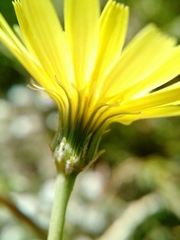 Malacothrix glabrata