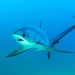 Thresher Sharks - Photo (c) evolution_dive_resort, some rights reserved (CC BY-NC), uploaded by evolution_dive_resort