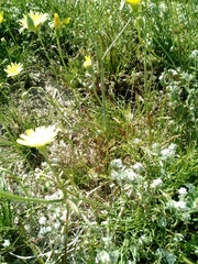 Malacothrix glabrata