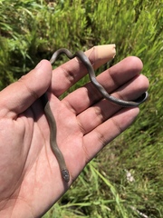 Diadophis punctatus similis
