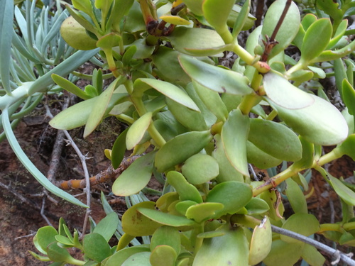 Image of Crassula cultrata by (c) Thomas Koffel, some rights reserved (CC BY)