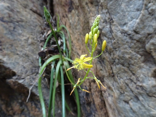 Bulbine meiringii