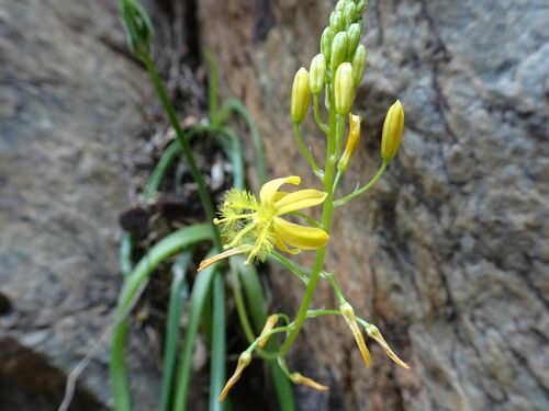 Bulbine meiringii