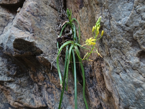 Bulbine meiringii