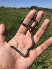 Diadophis punctatus similis