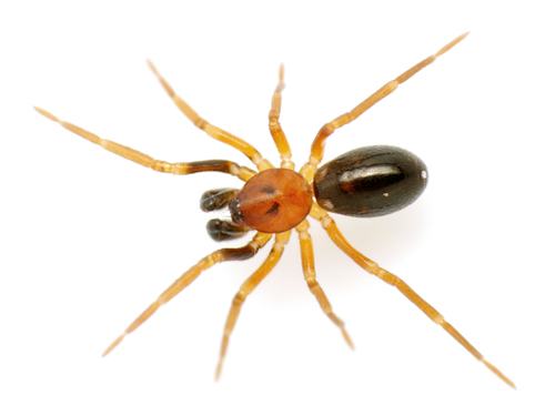 Phrurolithus minimus