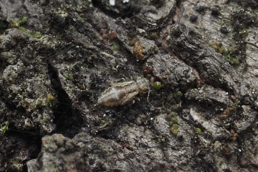 Barklice, Booklice, and Parasitic Lice from Vickery Creek, Roswell