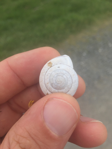 Dented Peninsula Snail