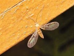 Macrocera
