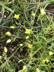 Tropidocarpum gracile