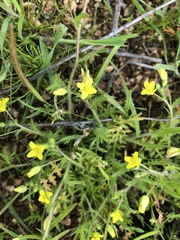 Tropidocarpum gracile