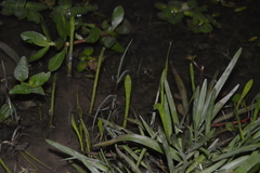 Lilaeopsis carolinensis