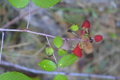 Rubus glaucus