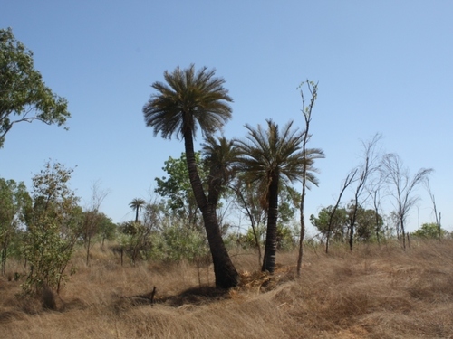 Cycas angulata