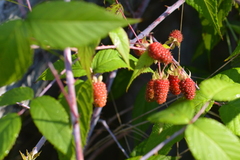Rubus glaucus