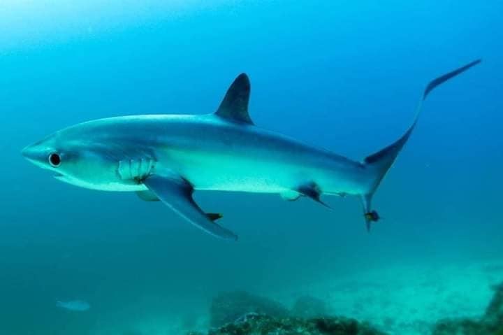 Pelagic Thresher Shark (Alopias pelagicus) · iNaturalist Canada