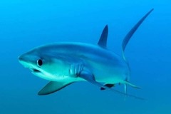 Pelagic Thresher photo 4