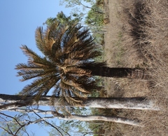 Cycas angulata