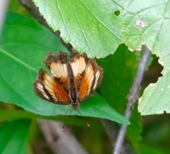Junonia sophia