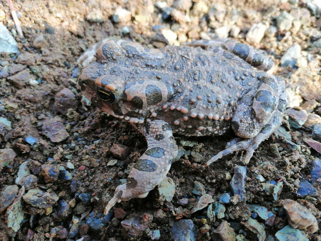 Variable toad from hisar n 48700 marmaris mu la t rkiye on october