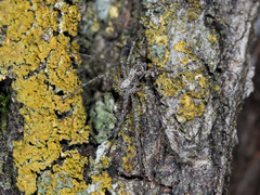 Rhysodromus pictus
