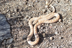 Hypsiglena ochrorhynchus klauberi