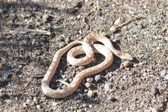 Hypsiglena ochrorhynchus klauberi