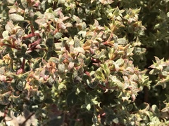 Chorizanthe corrugata