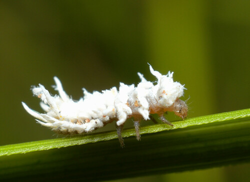 Mealybug Destroyer