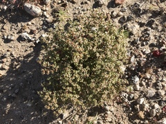 Chorizanthe corrugata
