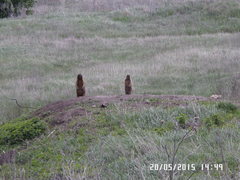 Marmota bobak
