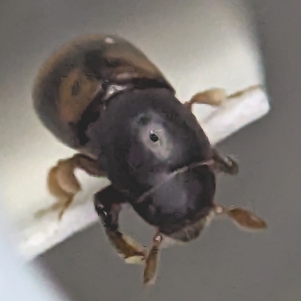 Scolytoplatypus fasciatus