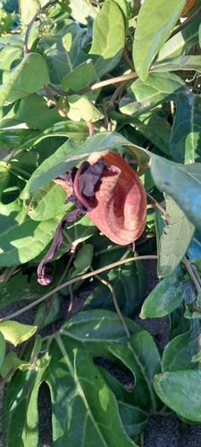 Image of Aristolochia trilobata by (c) Pablo H Capovilla, some rights reserved (CC BY)