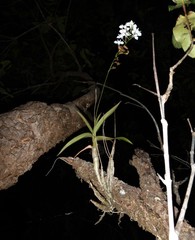 Dendrobium affine