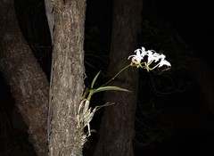 Dendrobium affine