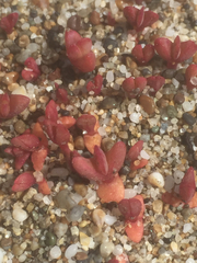 Crassula connata