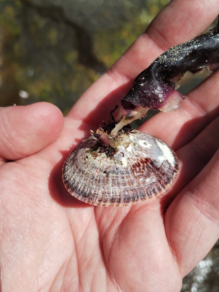 Chilean Copper Limpet