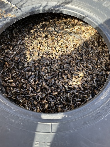 Mormon cricket