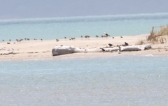 Sternula nereis davisae