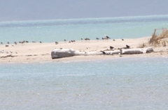 Sternula nereis davisae