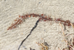 Carpophyllum plumosum