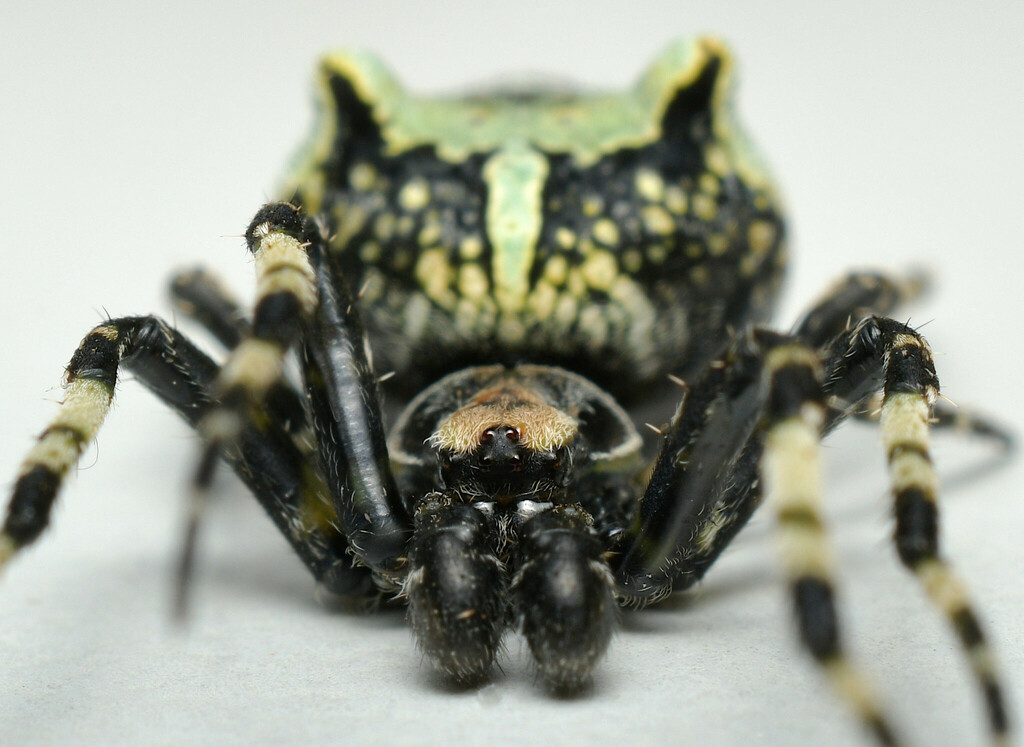 Courtaraneus