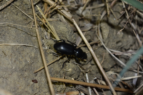 Broscus politus